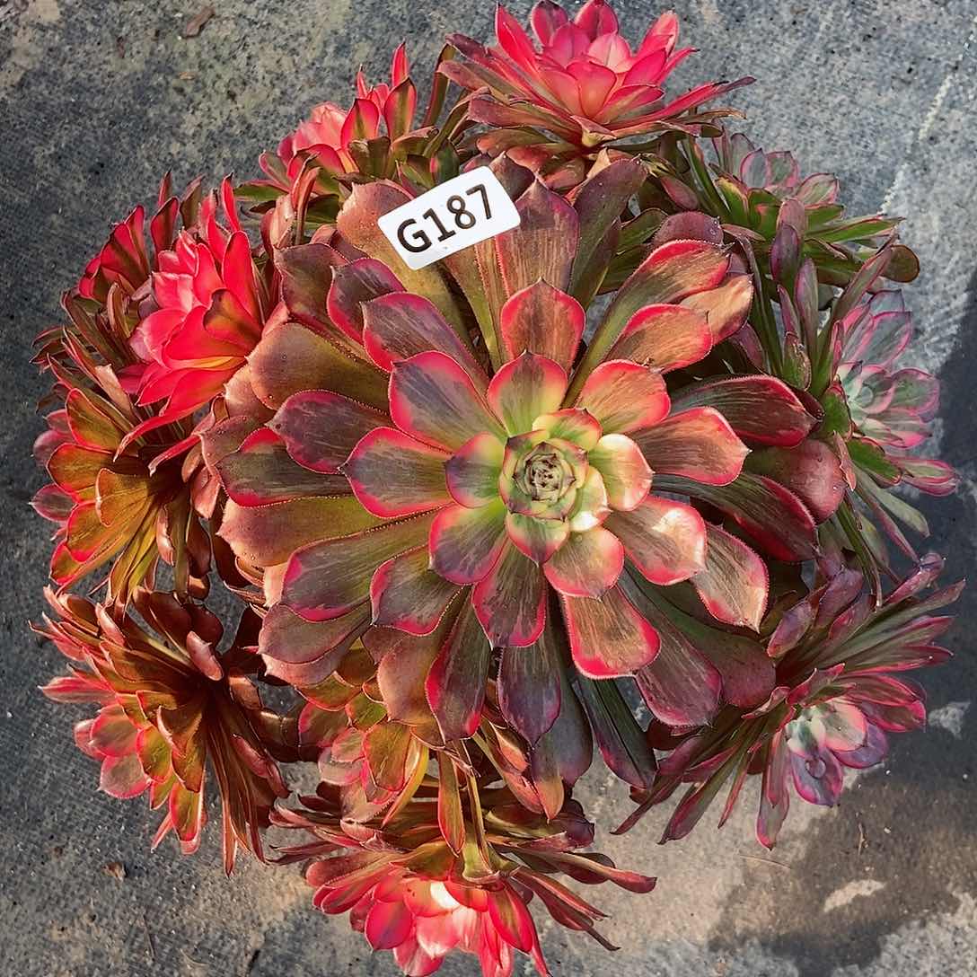 红陶187烟花3多肉