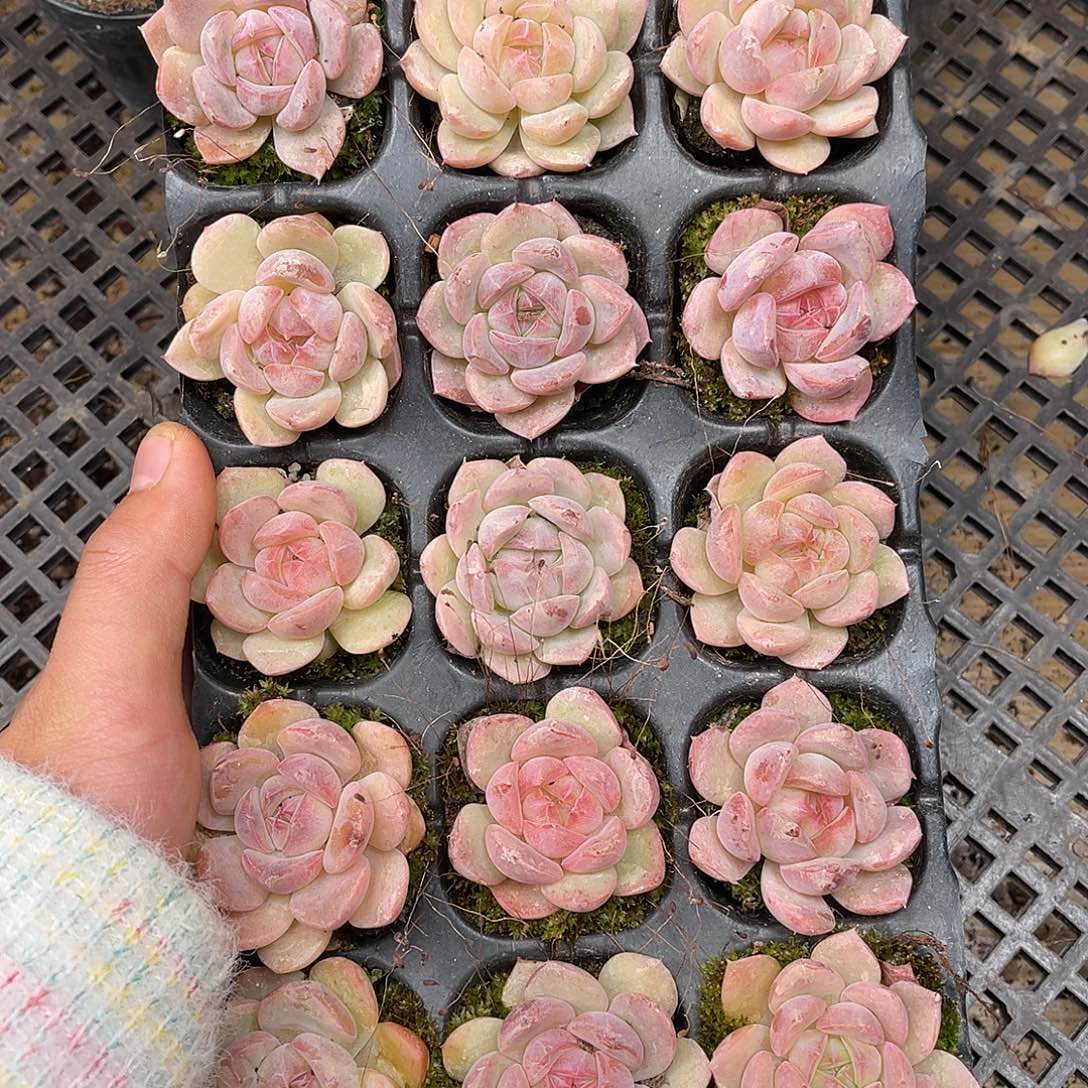 多肉一物一拍2-135