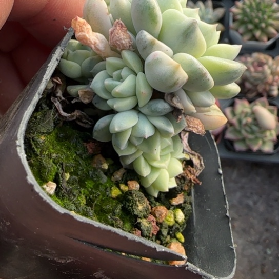 41粉布偶锦多肉植物多
