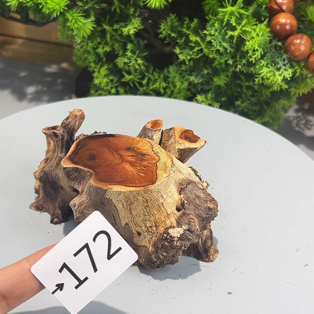 香榧木肖*火琉璃？？