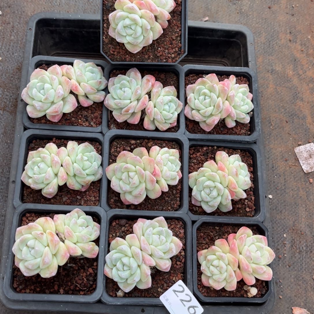 香***籽226号新疆西藏内蒙古不包邮