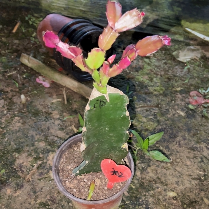 东***东当前无花栽培后可以开花078  302