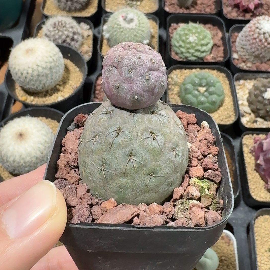 雪人习志野仙人球12