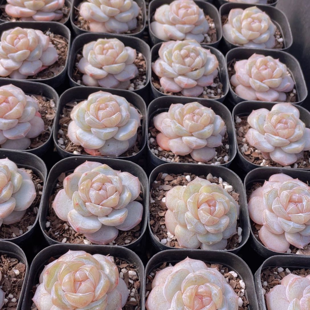 量拍20号 糖心白兰地单头一个