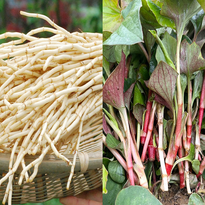 京东组合装蔬菜！折耳根嫩叶+折耳根嫩根混合各一半包邮