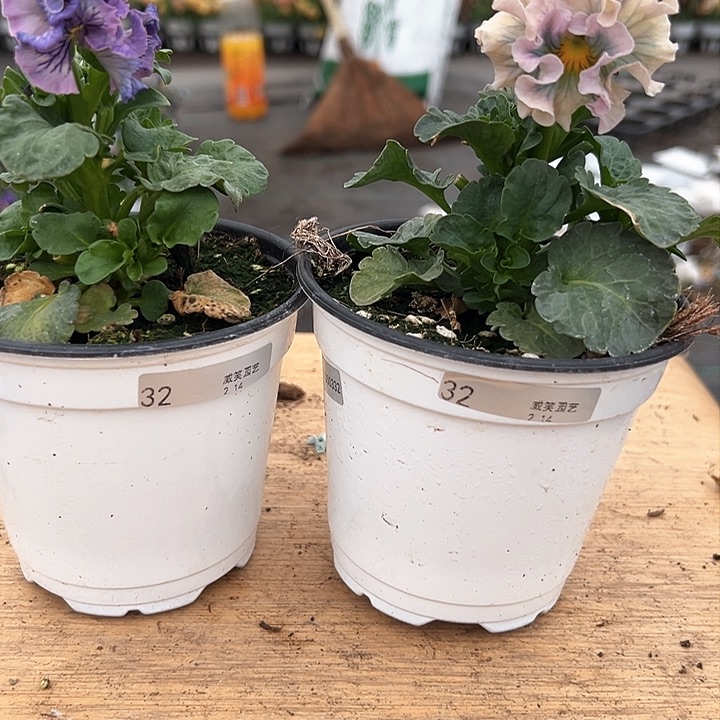 红陶抖音直播闪拍32