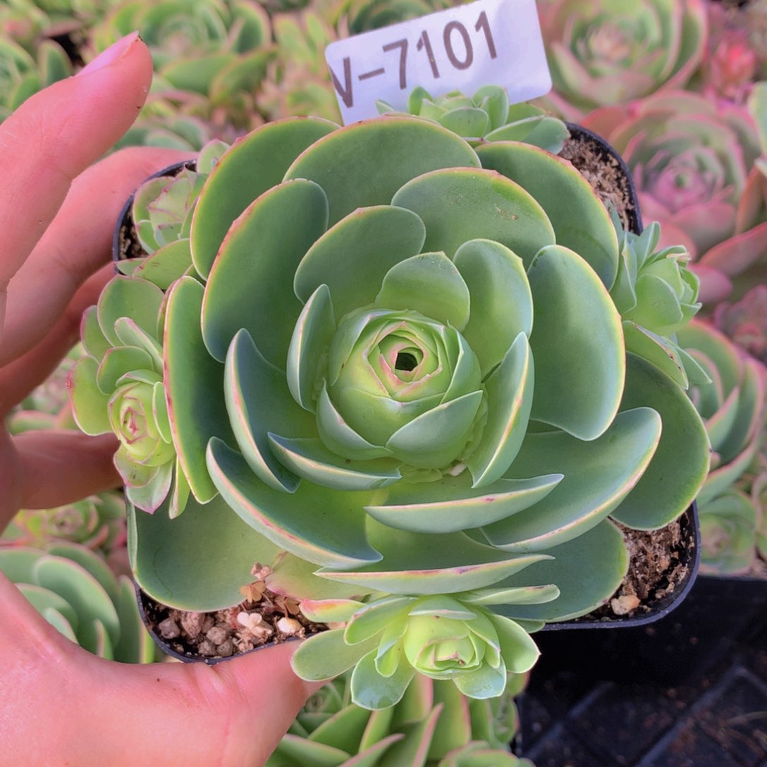 可可西会掉侧芽7101