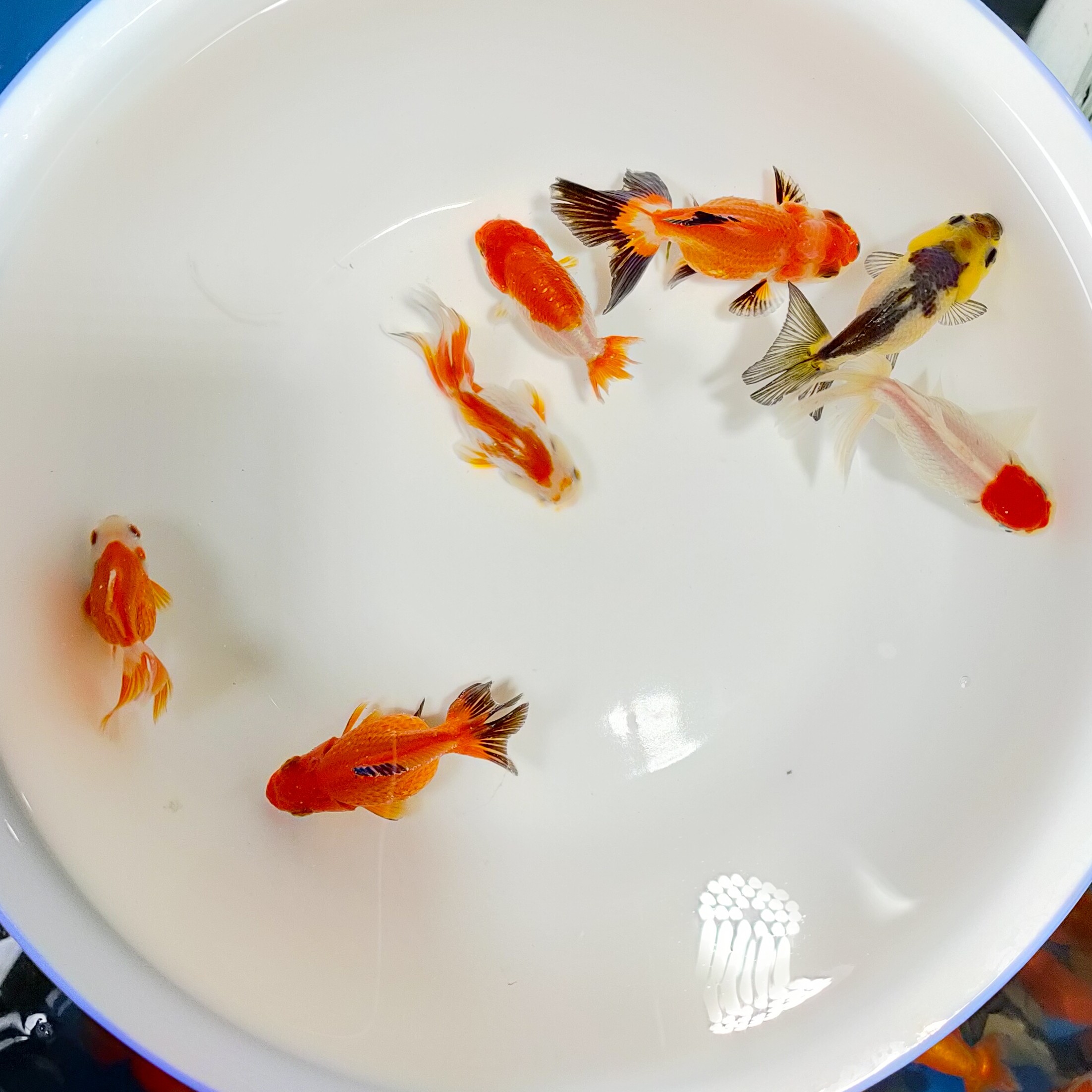 直播专用泰狮元宝玛丽兰寿鱼苗7条颜色混搭，无开箱视频不售后