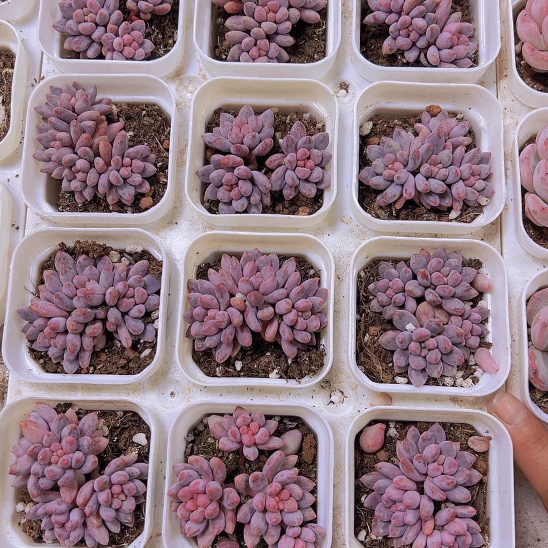 蓝舌香水群19包邮多肉植物