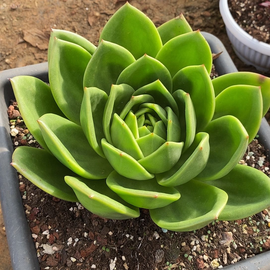 多肉植物单头翠花