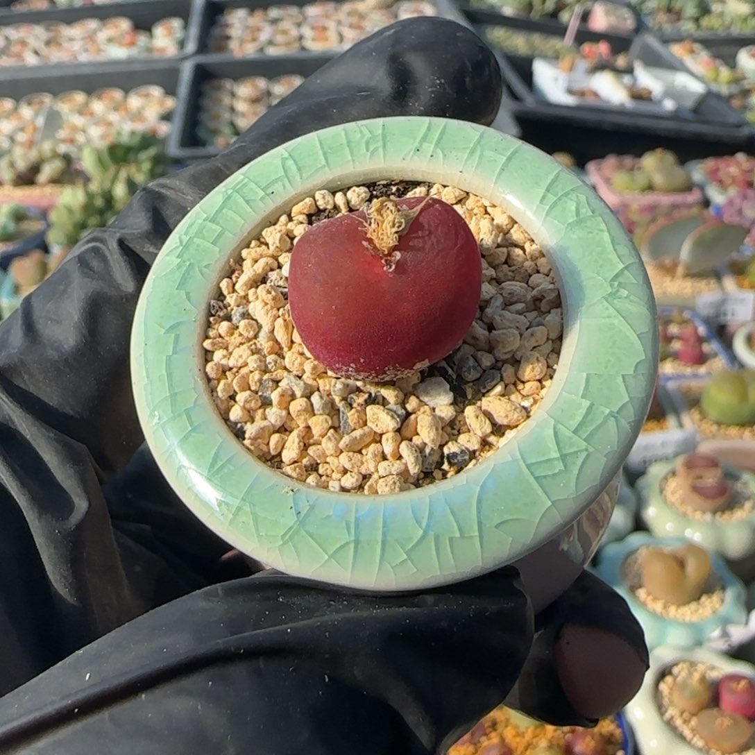 4083--一物一拍 带盆 水蜜桃1430.5