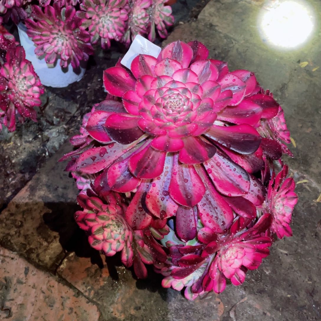 多肉植物红铜超白064