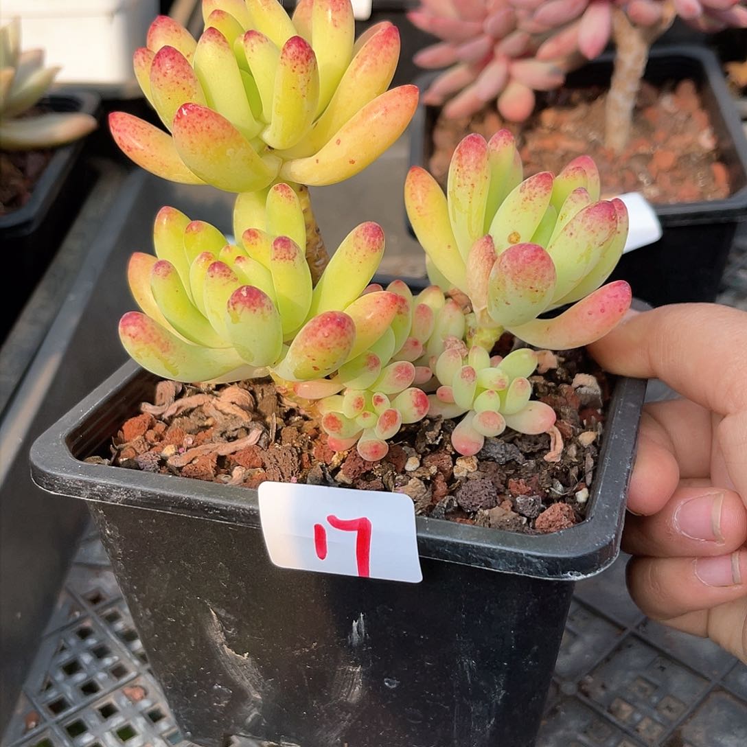 凝露。 17。 111111111111