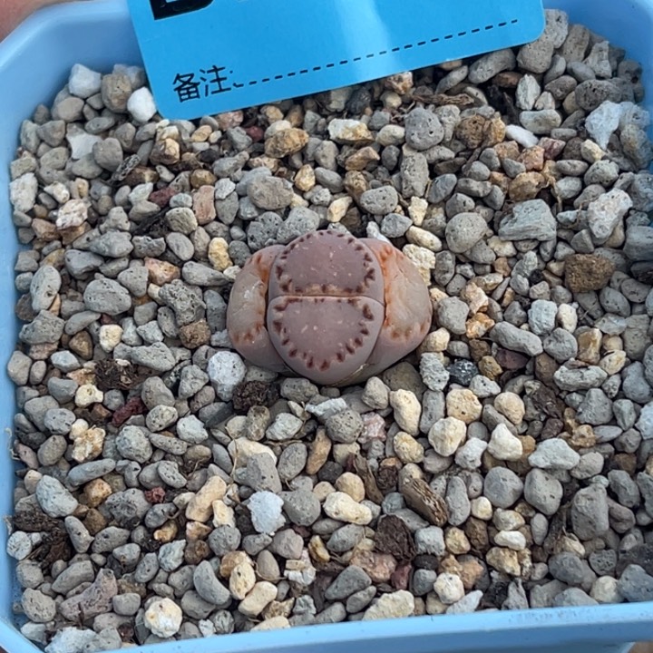 2482粗边饼干1脱土发货