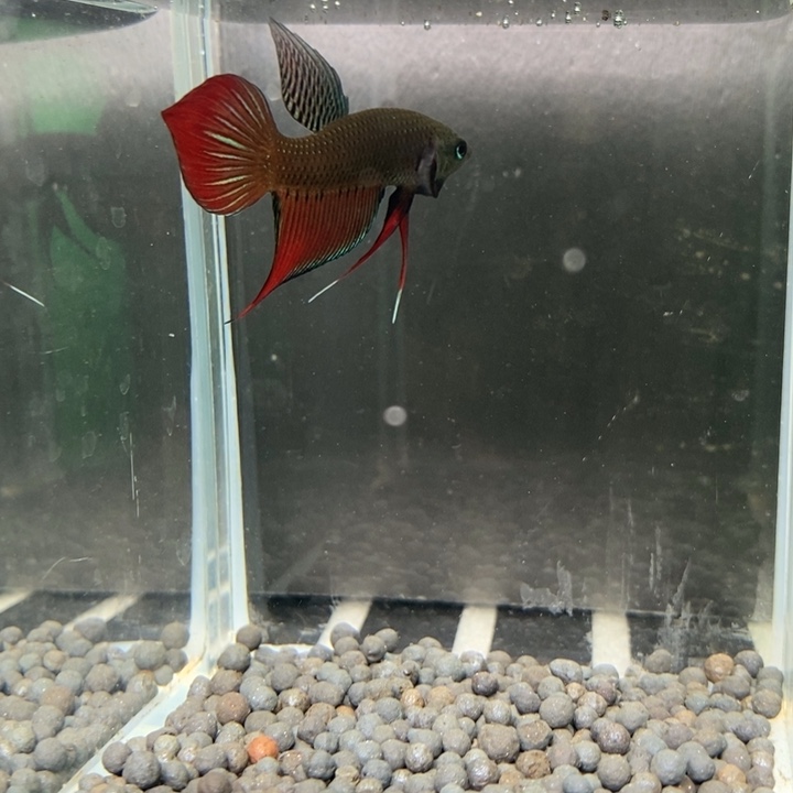 斗鱼泰国斗鱼484号