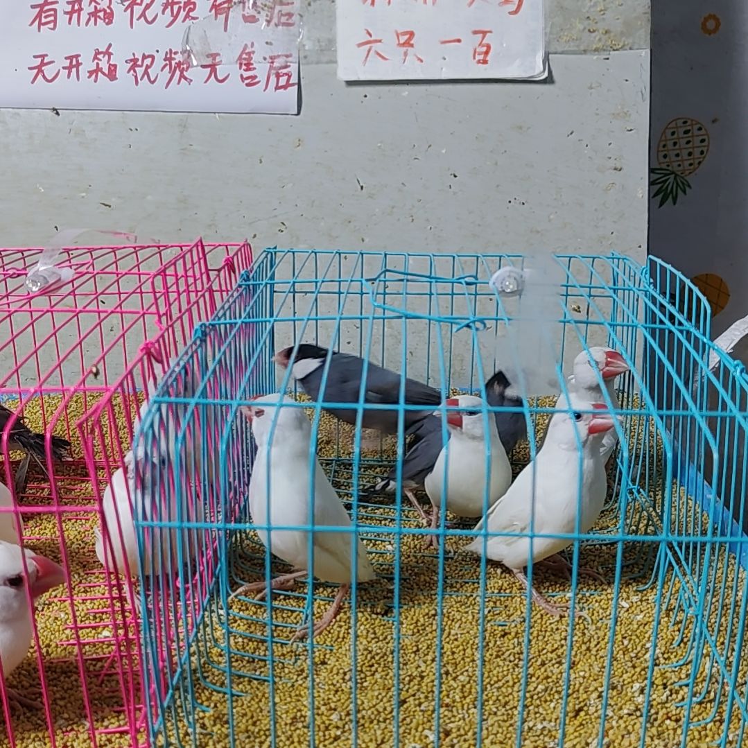 木****文鸟特价文鸟断尾少毛爪子有瑕疵六只不包公母