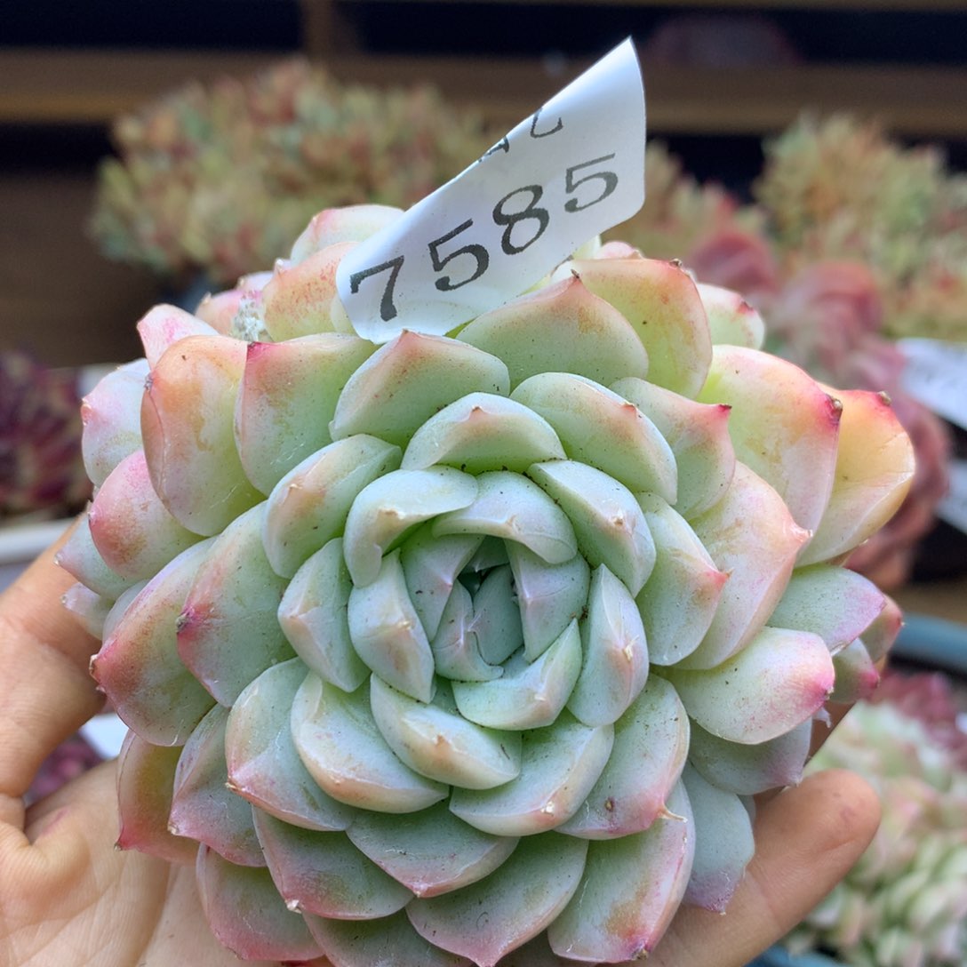 7585杂交多肉老桩