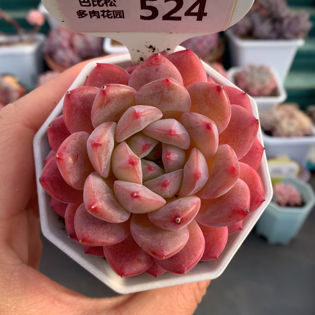 524糖心白月光多肉植物