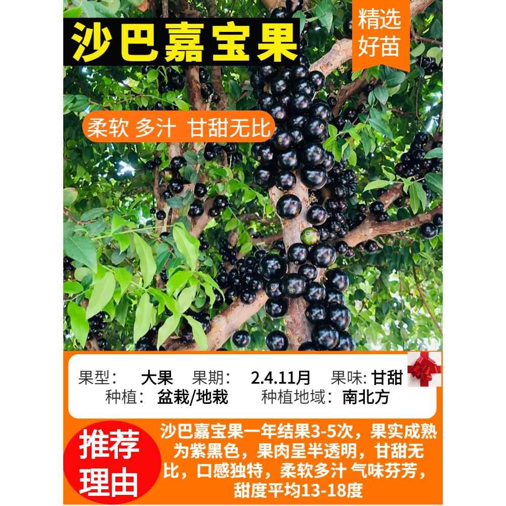 【顺丰包邮】四季嘉宝果树苗沙巴树葡萄果树庭院树葡萄嘉宝果树苗