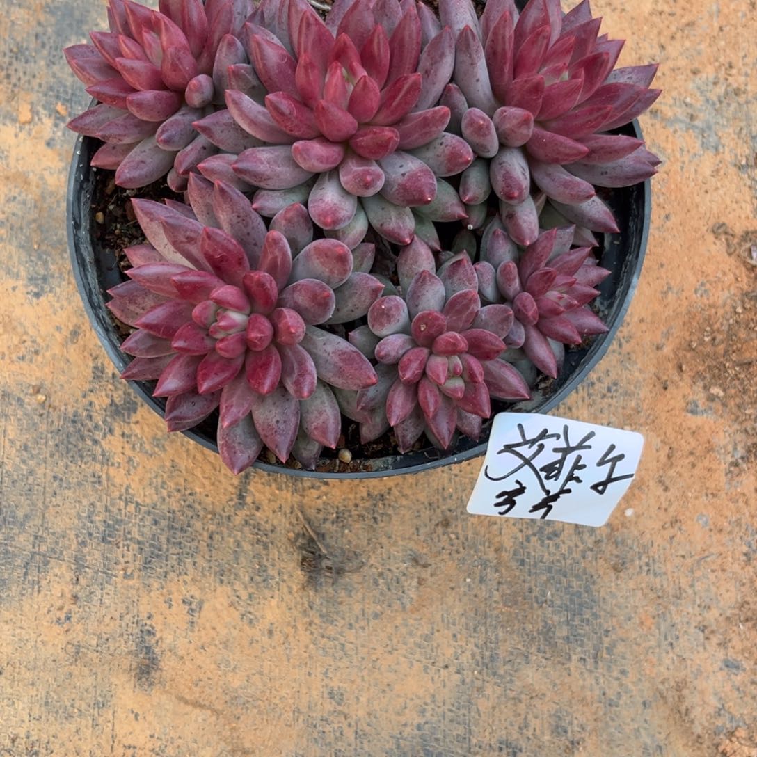 埃菲尔专拍多肉植物寄养