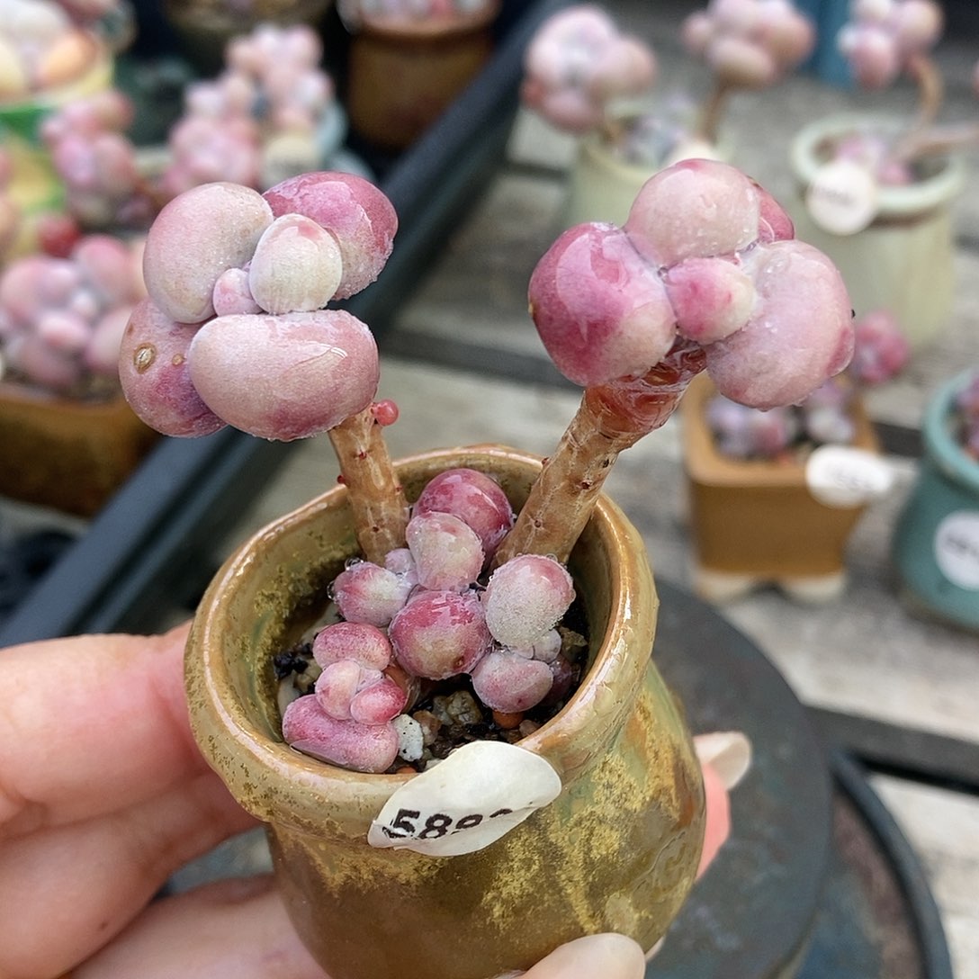 5893糖果腰子蛋带盆土