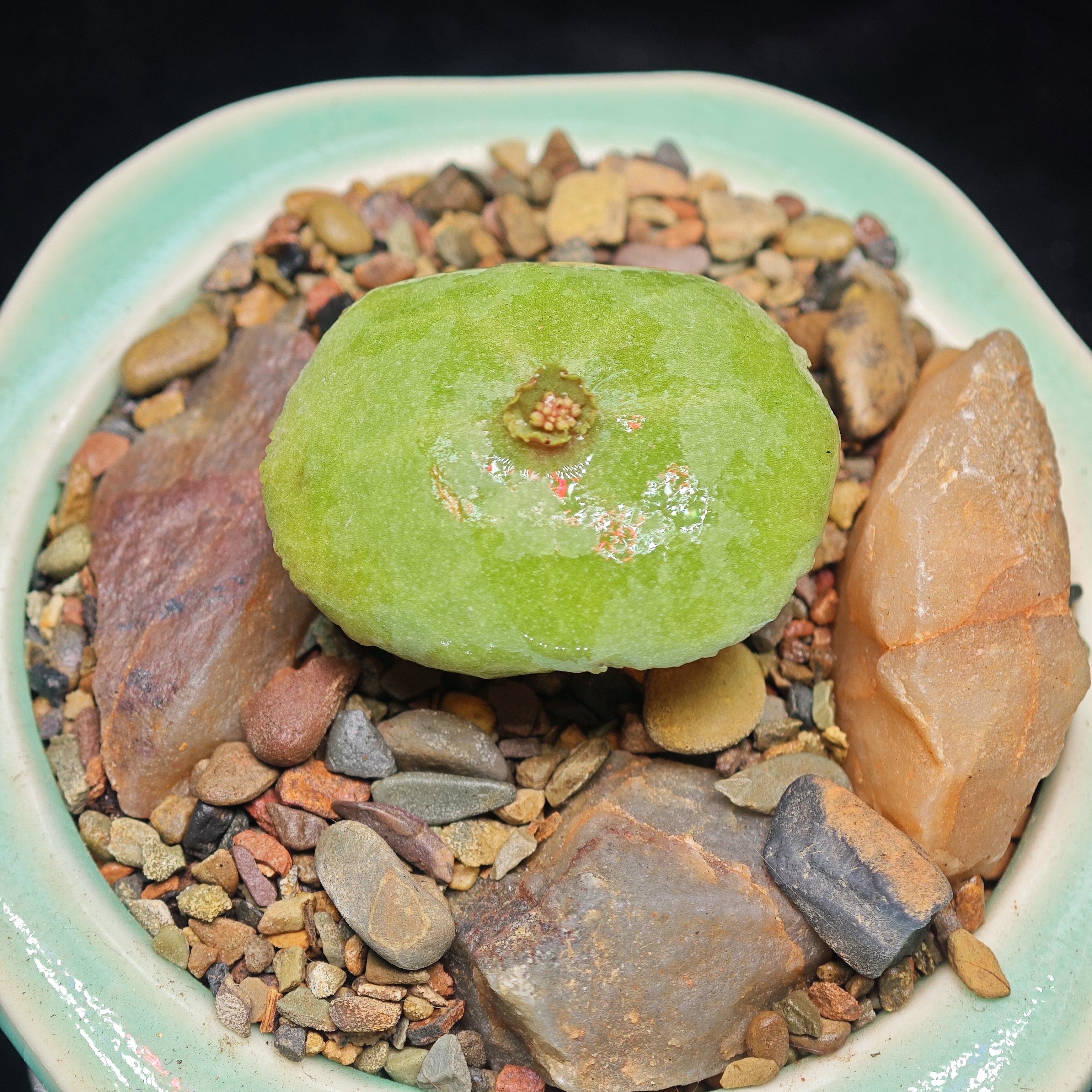 一物一拍小酒杯小雨伞青龙锁属块根多肉植物带盆带造景