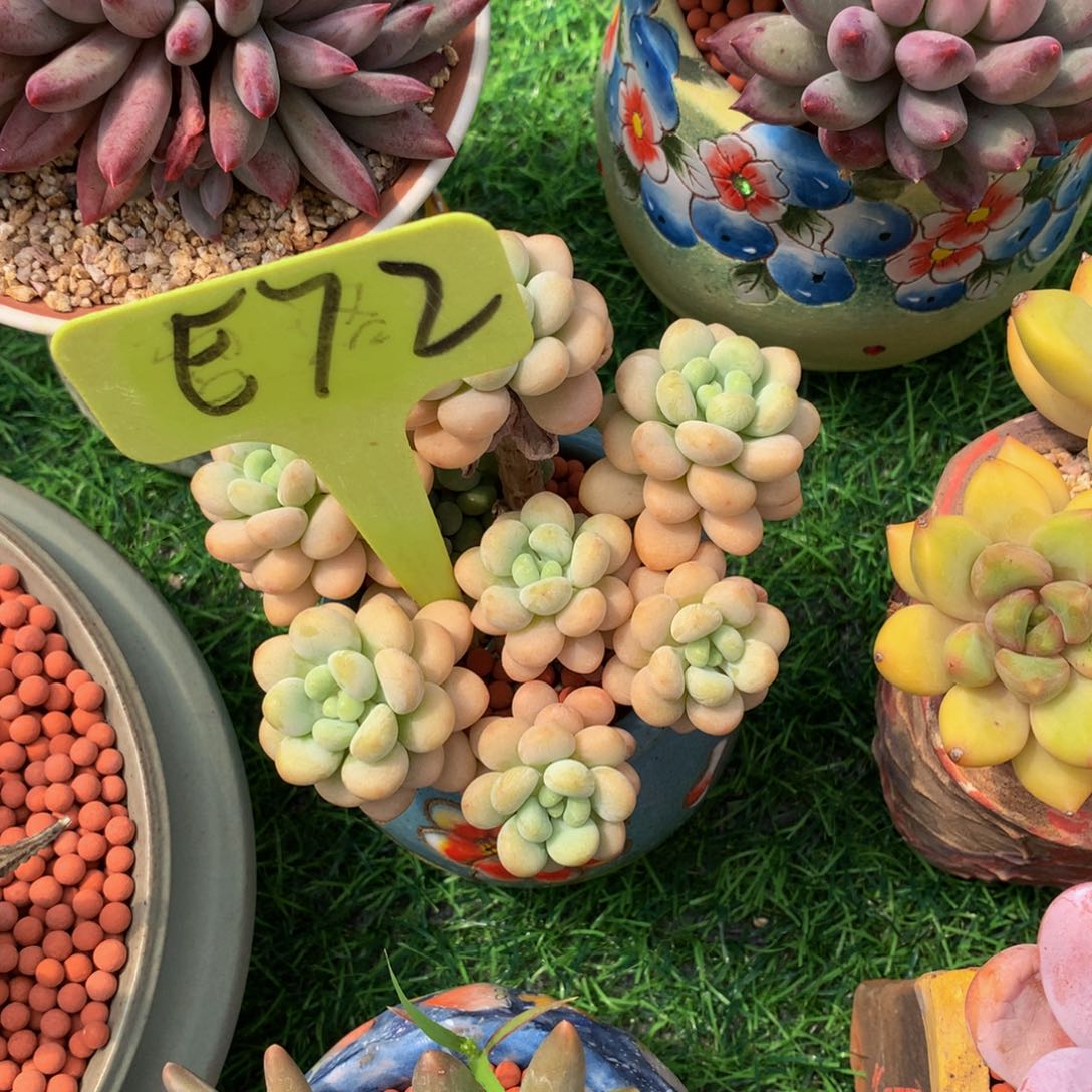 宇***慧多肉植物26727273737373