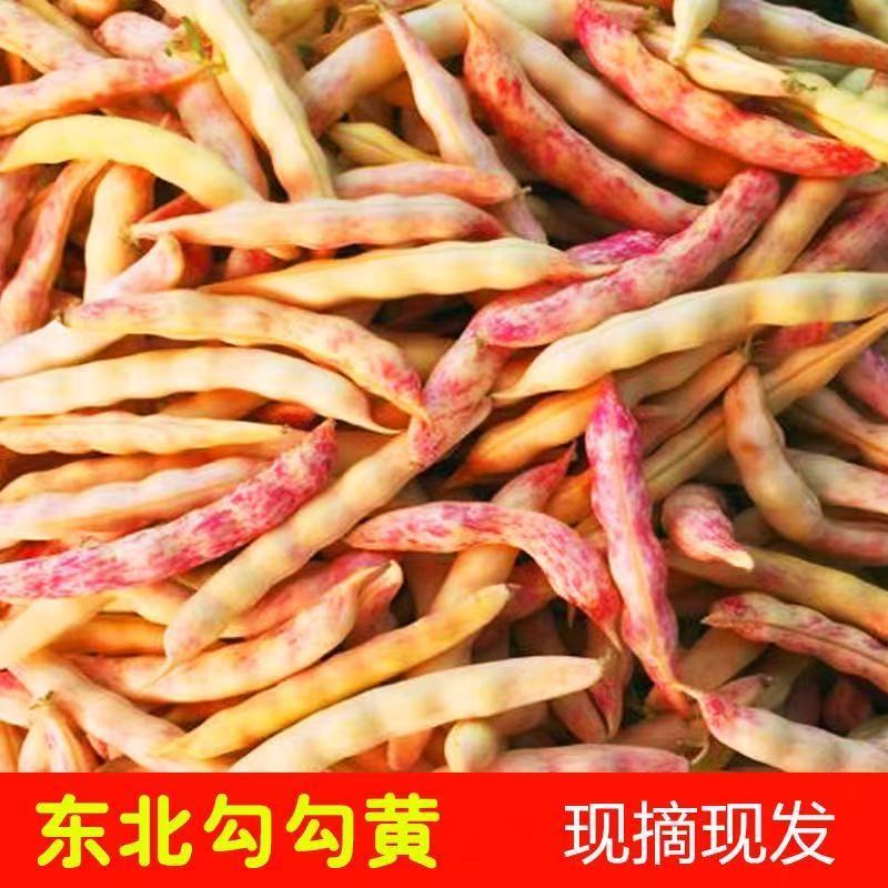 顺丰包邮新鲜红金勾豆角豆粒饱满东北特产蔬菜