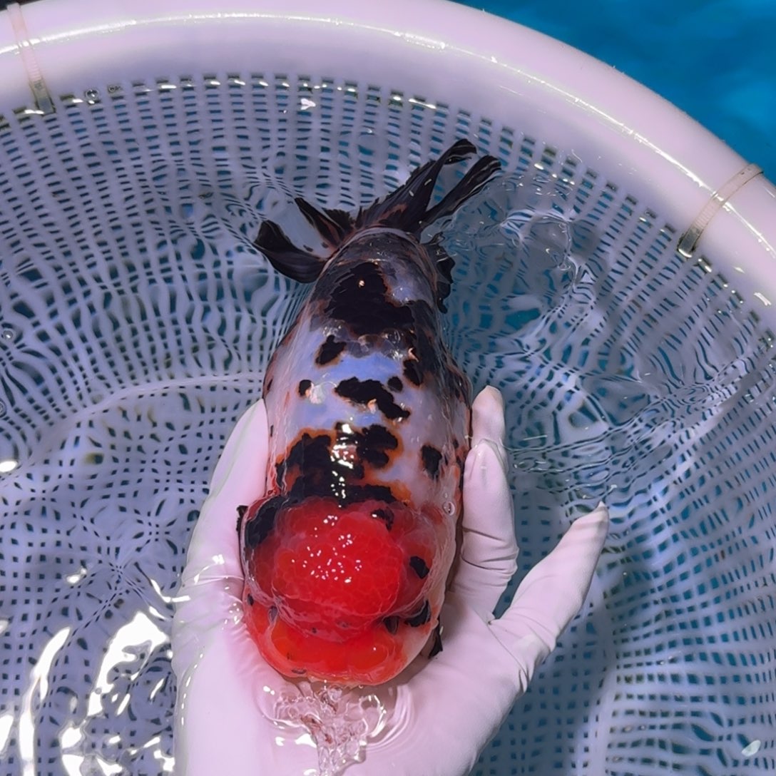 金鱼类不分公母16