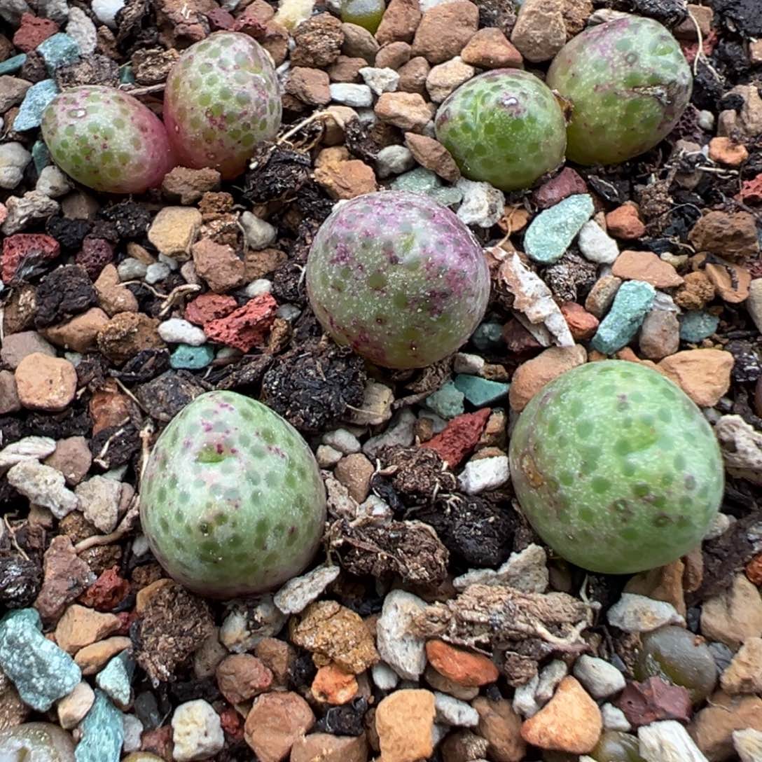 11.13好看的多肉脱土发货328