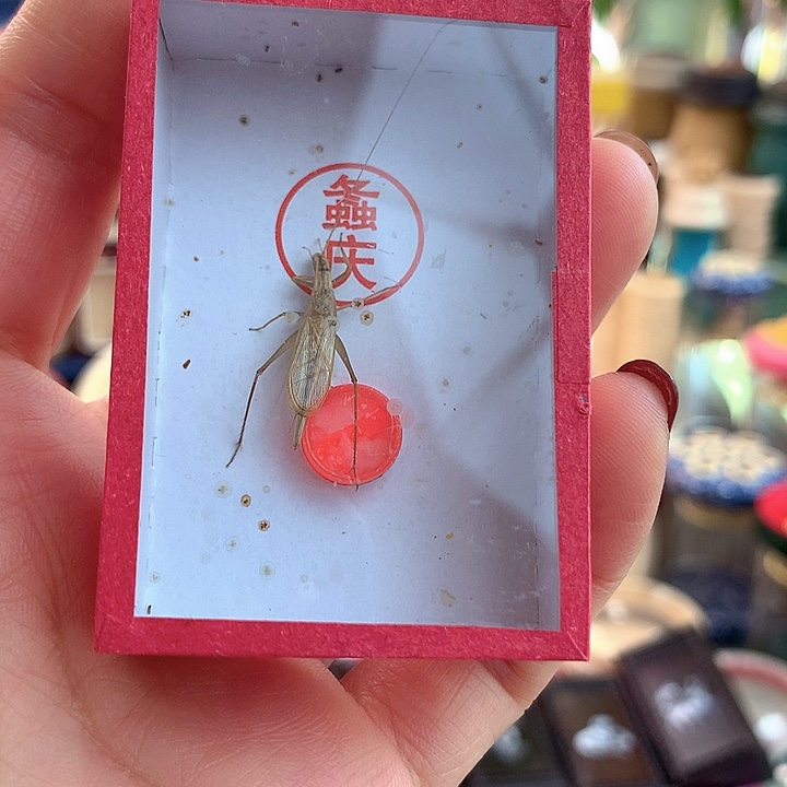 两只柬埔寨竹蛉aaaa