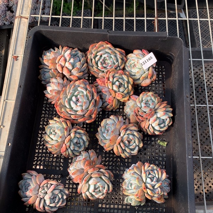 121165一筐嗯嗯嗯嗯嗯嗯好