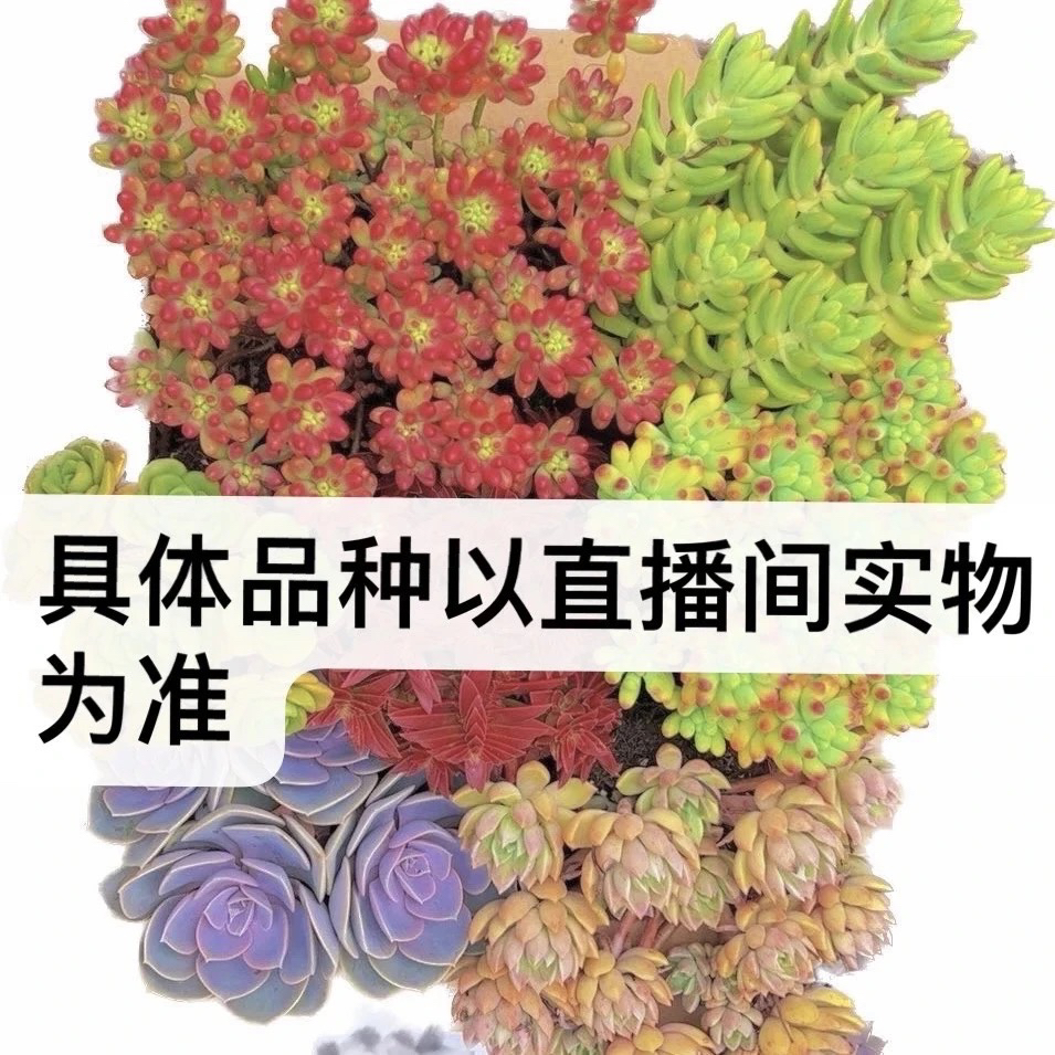 4.高品质多肉植物营养土套餐室内外办公室植物