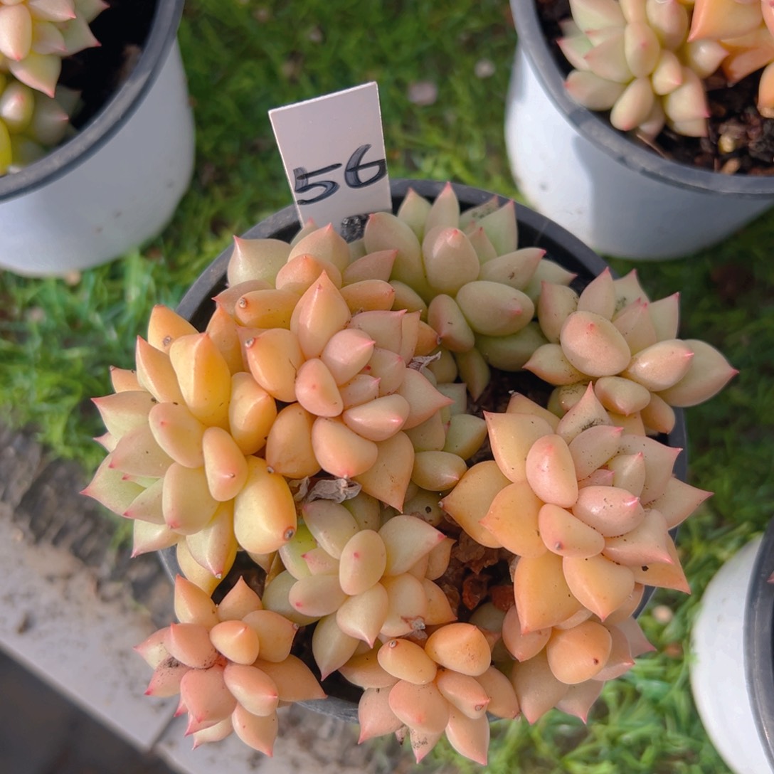 香玉等多种名贵的产品和服务于