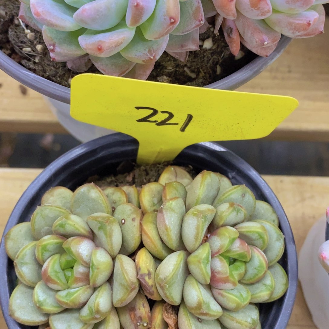 多肉植物，一物一拍，3单包邮，