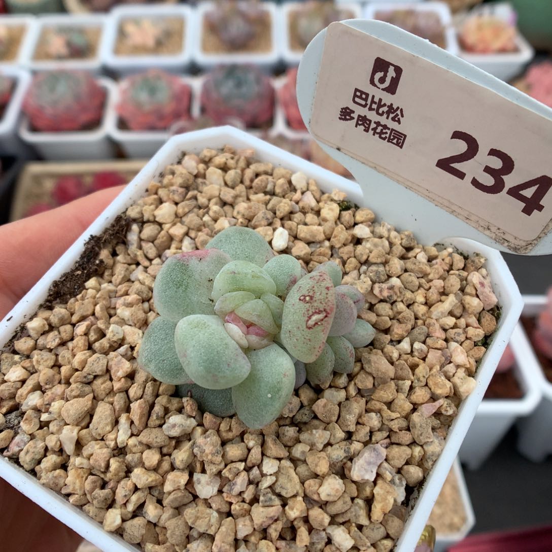 234准三头冰玉石化多肉植物