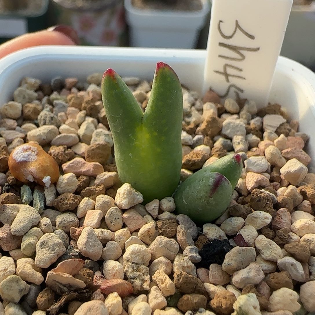 吻***安多肉植物皮卡丘特127号
