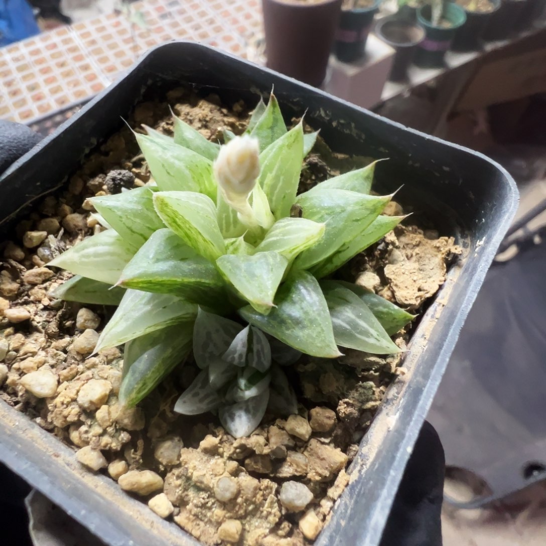 原祖兵砂糖带盆发货