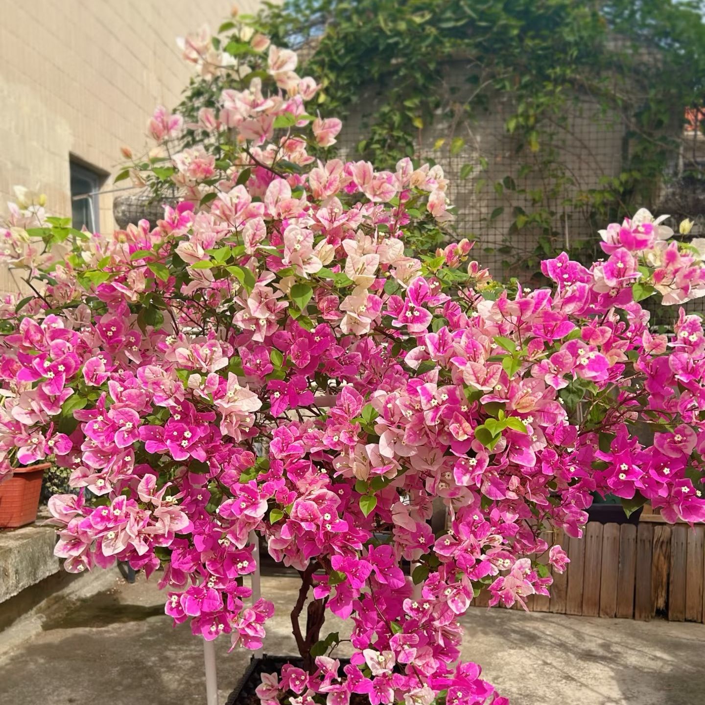 【漳红樱1加仑】百变花蝴蝶室内外勤花耐活观赏三角梅