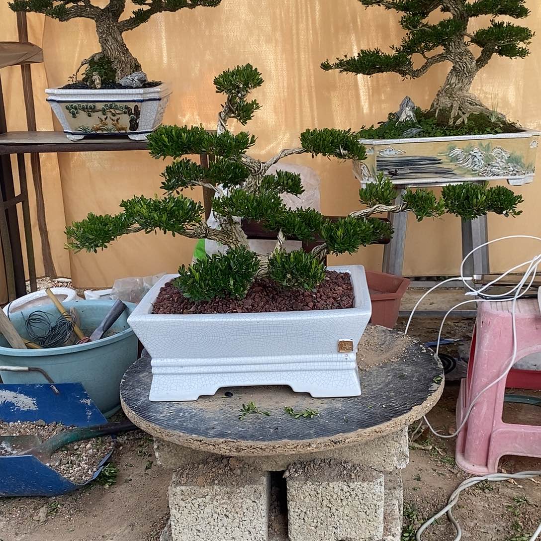 当前无花朵，栽培后可花朵