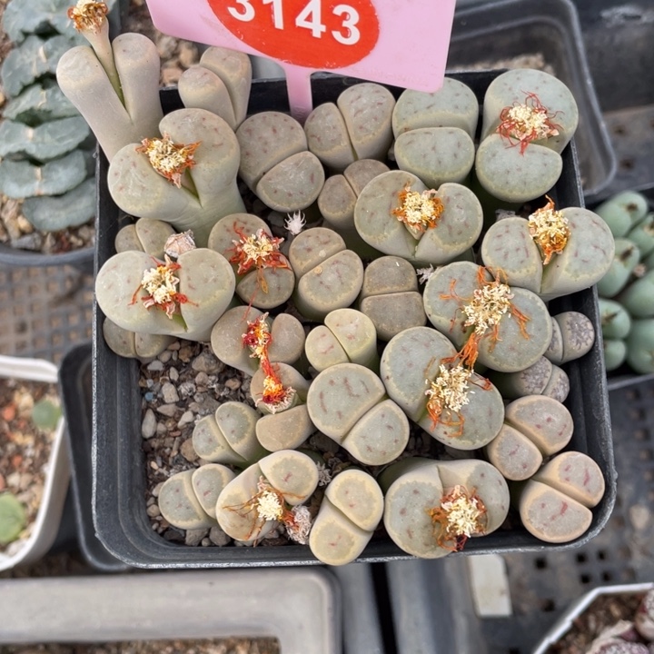 是***。生石花一盒31430000