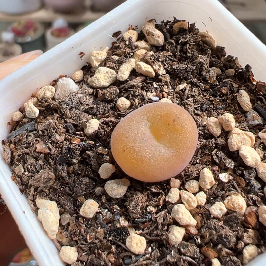 多肉植物228号空卡