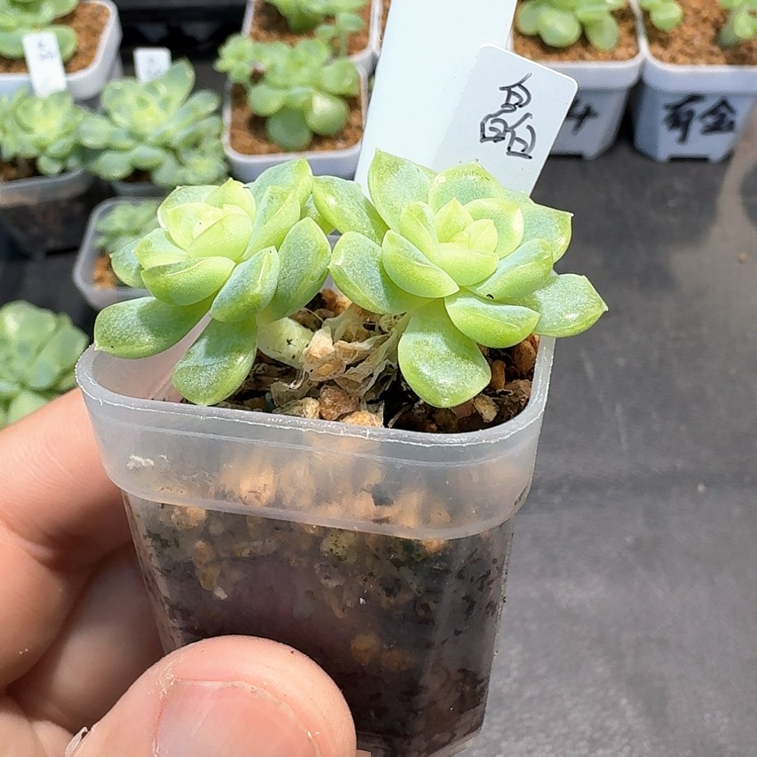 503号皛皛双头多肉1111