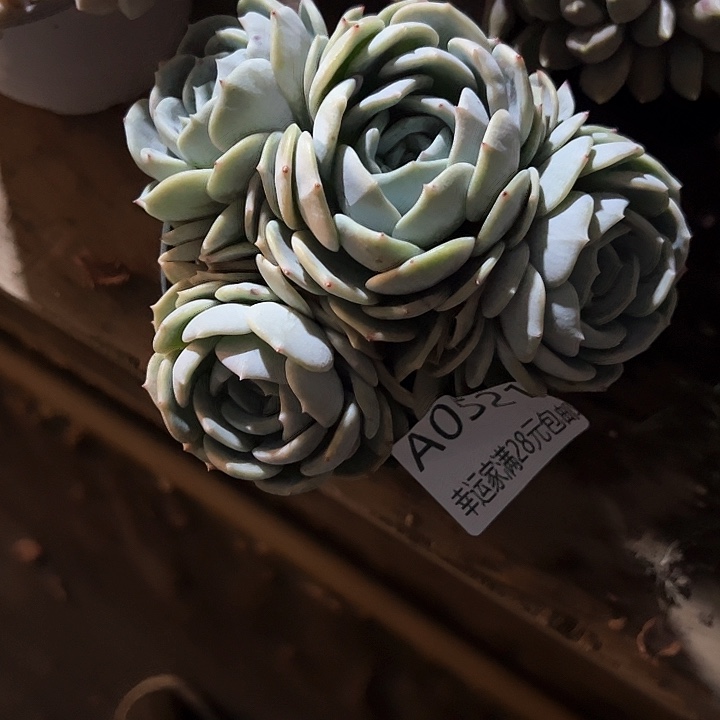 开*幸运的是我的朋友