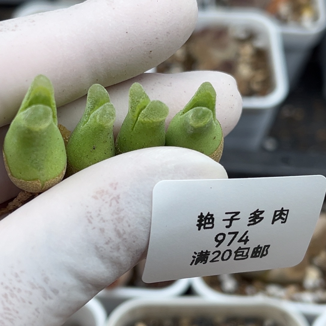 974号四颗胖胖的冰风铃