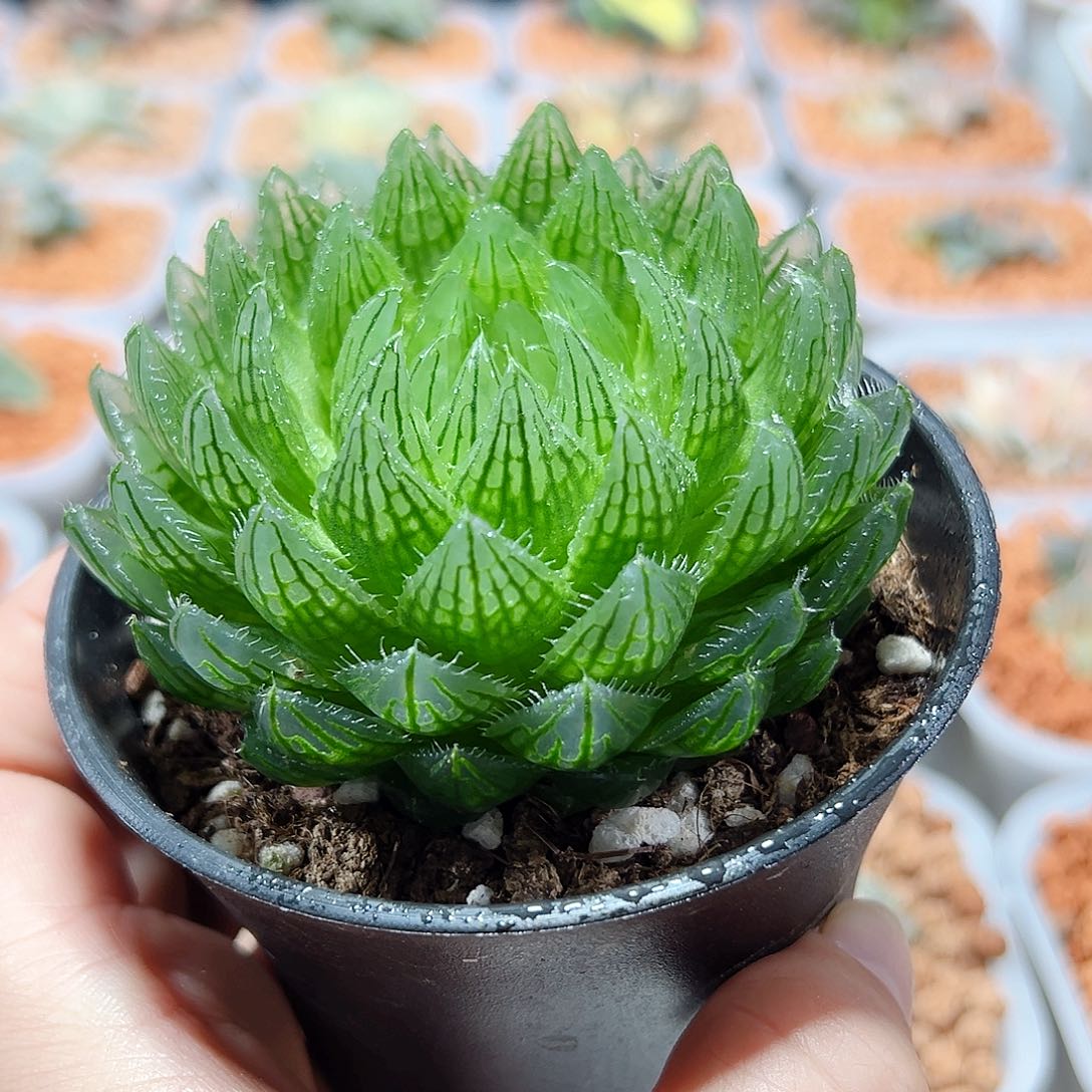 十二卷多肉樱水晶