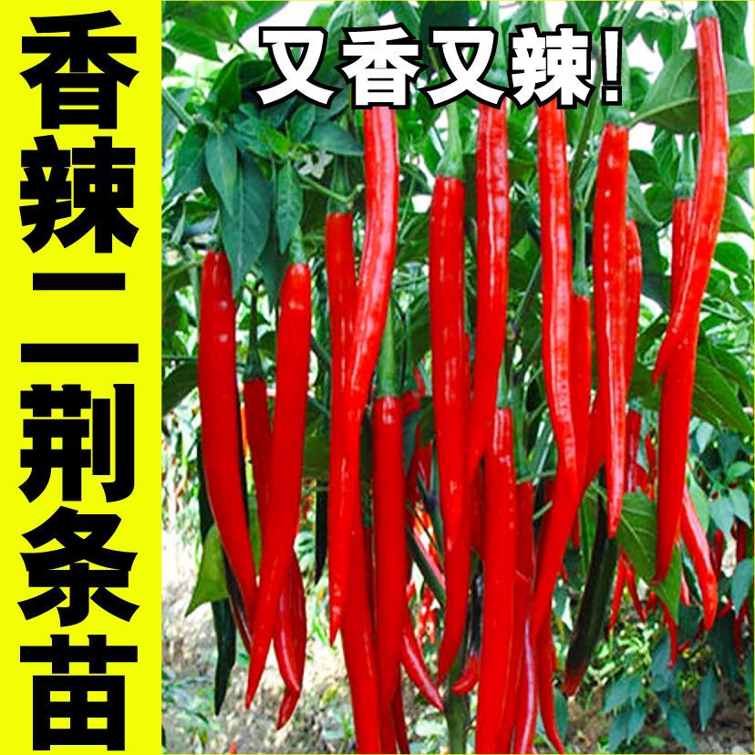 香辣二耕条辣椒秧苗花盆庭院阳台种植