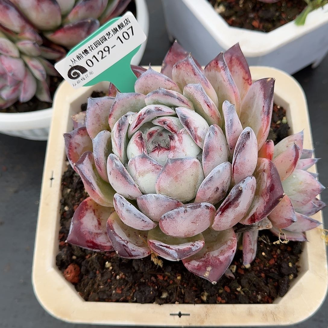 从前慢花园多肉0129-107