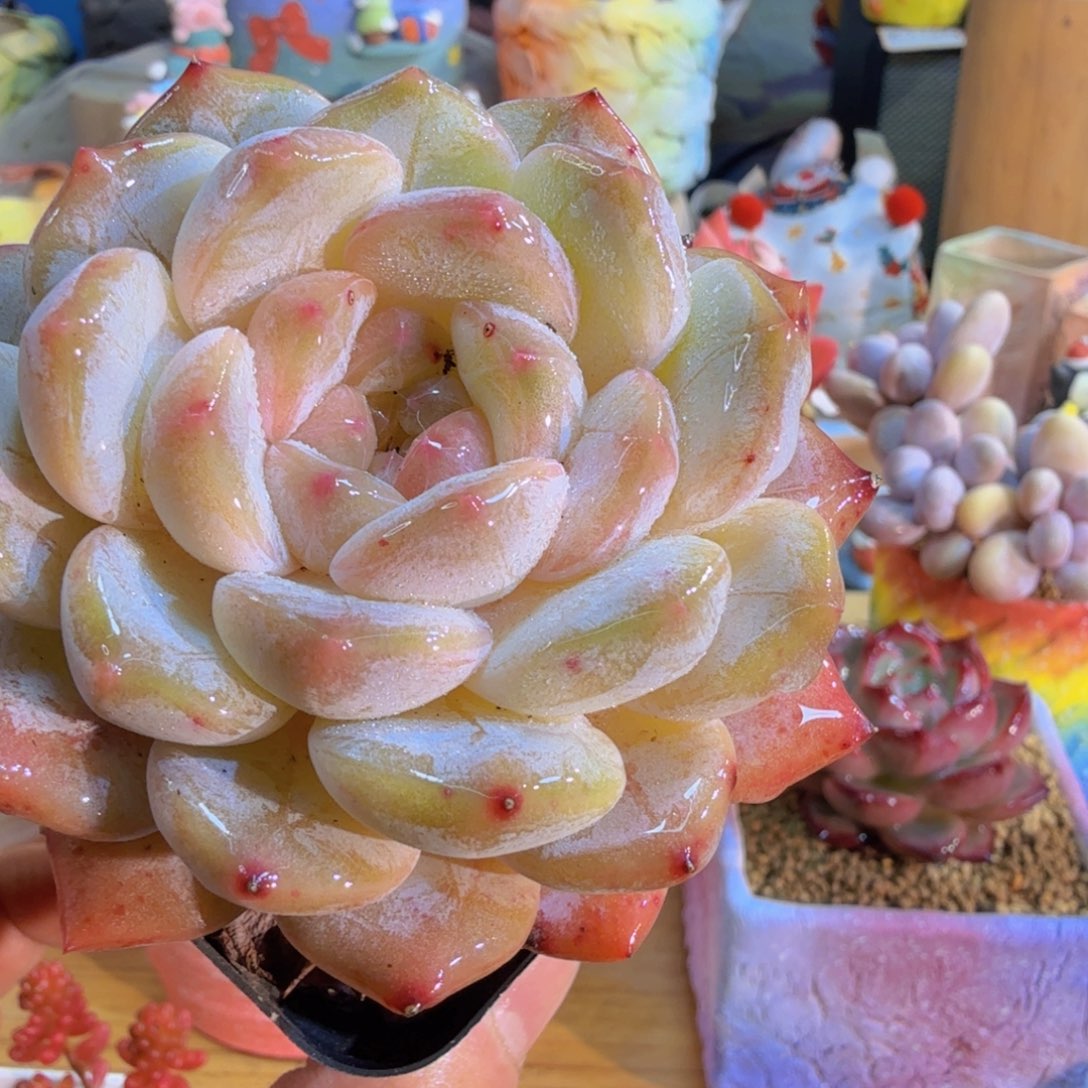 梦****好看到一脸尴尬我好怕自己