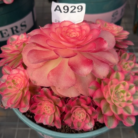 329倾城朵朵18厘米左右